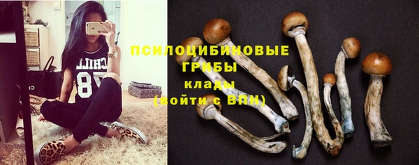 сатива Беломорск